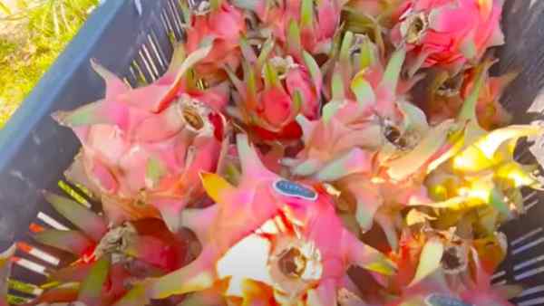 60,000 से अधिक ड्रैगन फ्रूट 60,000 से अधिक ड्रैगन फ्रूट