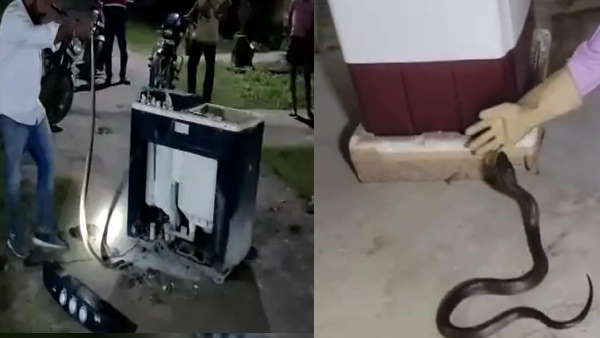 वाशिंग में मशीन में फंस गया था कोबरा, किस्मत से बची जान