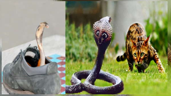 जूते में बैठा था सांप,अगर बिना देखा पहन लिया होता तो चली जाती जान 