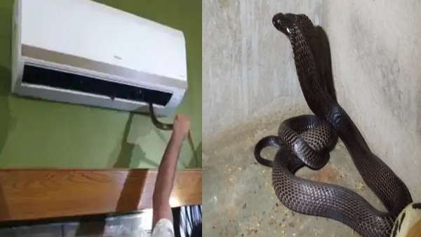 AC फ्रिज मे भी सांप का निवास 