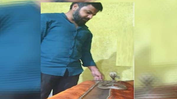 सोफे पर बैठा था सांप, देखते रह गया परिवार 