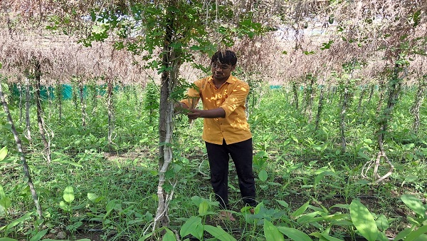 टीकमगढ़, झांसी और महोबा तक किसान हल्दी की खेती करने लगे