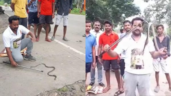सर्प मित्र भी देखकर दंग रह गए