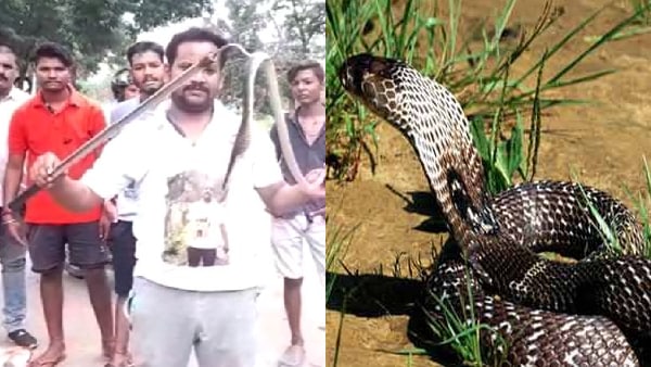 तीन प्रजातियों के जैसा दिख रहा दुर्लभ सांप