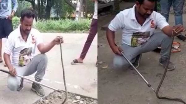 क्षेत्र में और भी सर्प हों सकते हैं