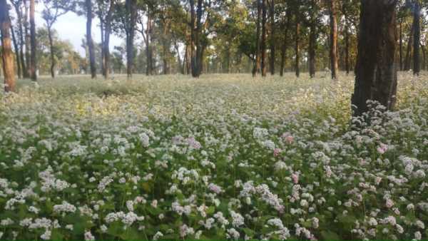 25 दिन पिछड़ी टाउ की बुआई, बारिश से किसान परेशान 25 दिन पिछड़ी टाउ की बुआई, बारिश से किसान परेशान