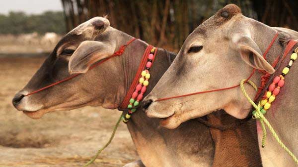 varanasi animals