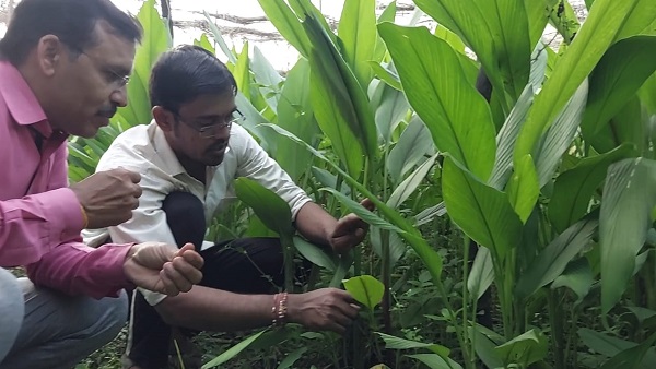 3 हजार रुपए किलो तक बिकती है काली हल्दी