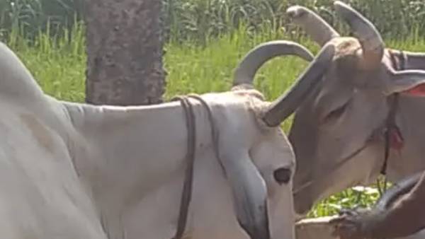 बैलों और बैलगाड़ी के नहीं मिले खरीदार बैलों और बैलगाड़ी के नहीं मिले खरीदार