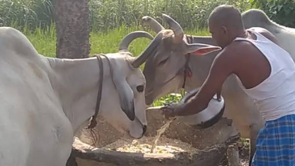 बैलों की सेवा करते-करते मालिक परेशान बैलों की सेवा करते-करते मालिक परेशान