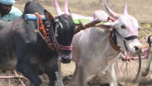 सरकार बैल को आजाद करे या खर्चा दे- ओमप्रकाश सरकार बैल को आजाद करे या खर्चा दे- ओमप्रकाश