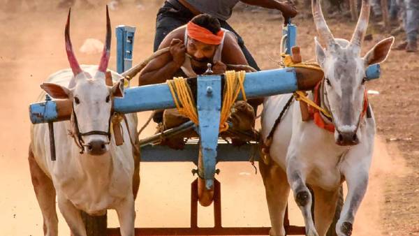 बैलगाड़ी से हो रही थी शराब की तस्करी बैलगाड़ी से हो रही थी शराब की तस्करी