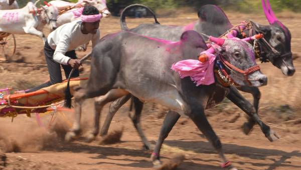 शराब तस्करी मामले बैल और बैलगाड़ी ज़ब्त शराब तस्करी मामले बैल और बैलगाड़ी ज़ब्त