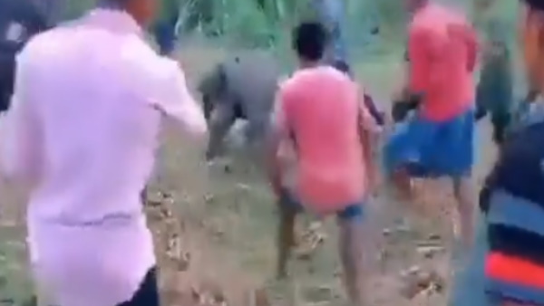 मां से बिछुड़ गया था ये हाथी का बच्‍चा 