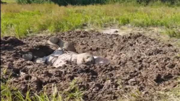 हाथी को मारकर दफनाया फिर लगा दी धान की फसल