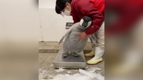 Baby Penguin की शरारत