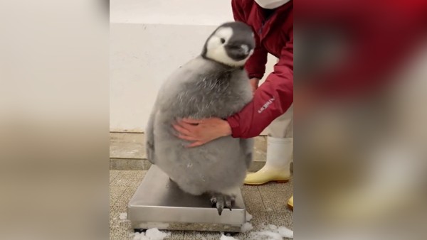  'बच्चे आखिर बच्चे होते हैं'