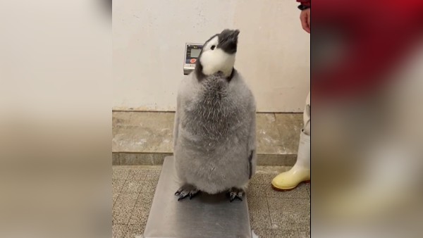 यूजर दे रहे मजेदार रिएक्शन