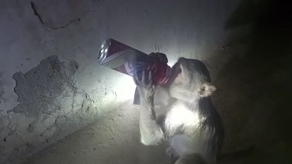 गुल्लक में रखे पैसे भी फाड़ देता है