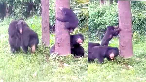 मादा भालू भी बच्चो को दे रही ट्रेंनिग, वीडियो हो रहा वायरल