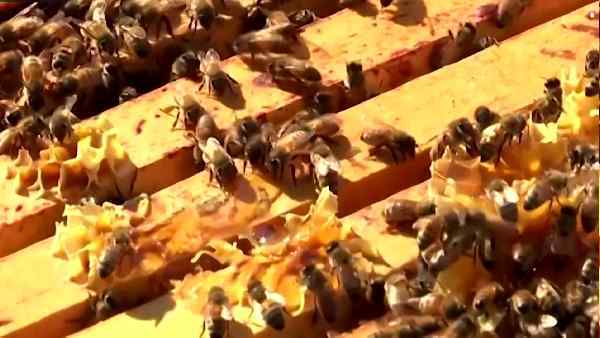 कुछ मधुमक्खियां मांस खाती हैं