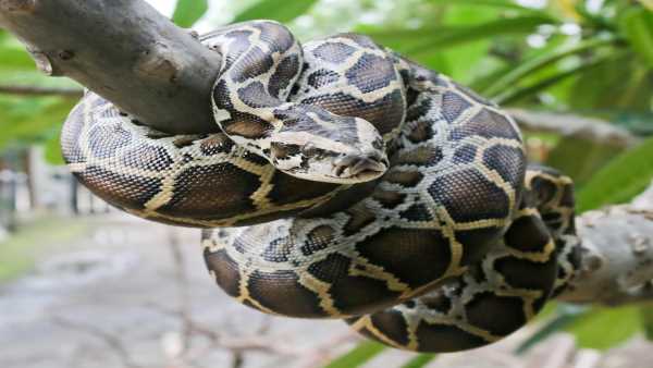 शिकार की कमी के चलते रहवासी इलाकों में पहुंचते हैं अजगर