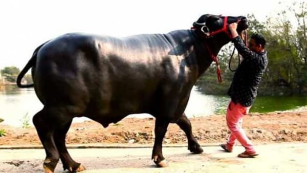 यह भैंसा इतना मशहूर क्यों है?