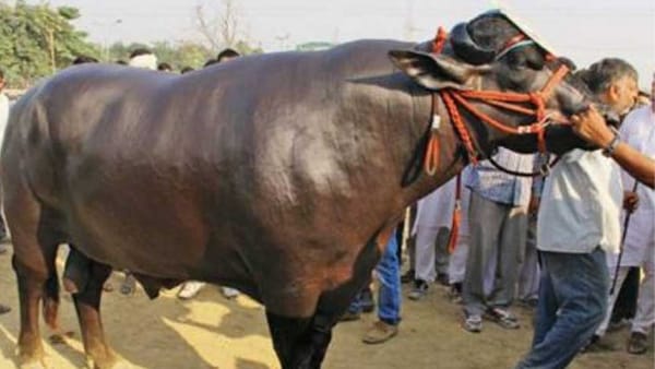 खाने में क्या क्या खाता है?