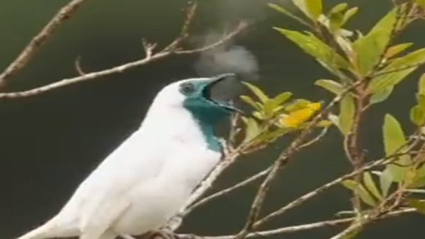 IRAS अधिकारी ने शेयर किया Video