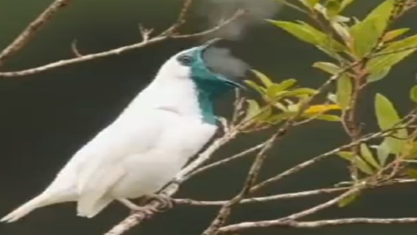 'स्मोकिंग बर्ड'