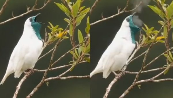 वैज्ञानिकों ने कही ये बात