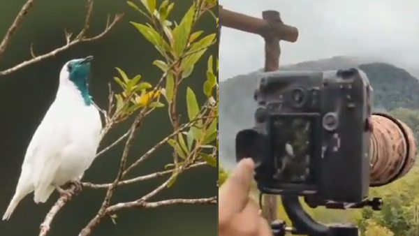 पक्षी को लेकर यूजर पूछ रहे कई सवाल