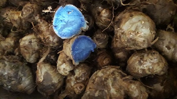 हल्दी का तेल भी बनता है, बीमारियों से बचाव में काम आता है