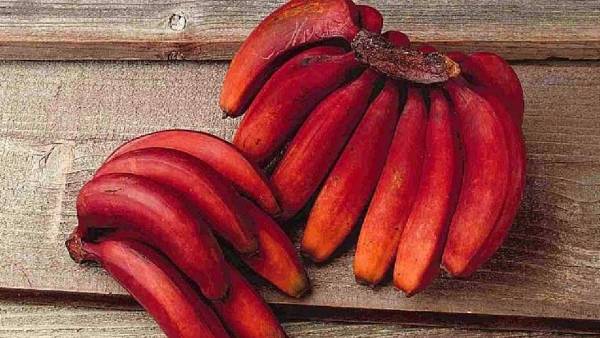 केले की खेती से हो रहा लाखों का मुनाफ़ा