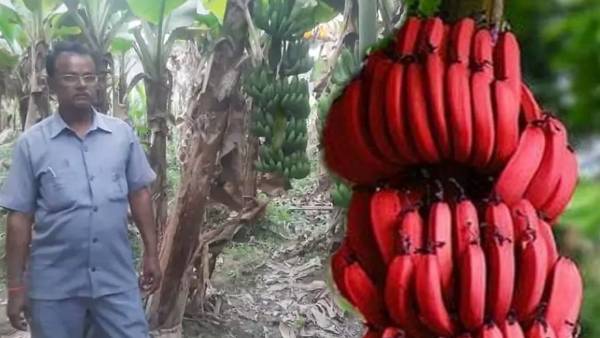 नौकरी छोड़ कर शुरू की खेती