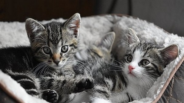 हेडन की सड़कों पर भटकती हुई मिली हैरियट