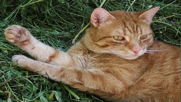 घर से 1600 किमी दूर मिली पालतू बिल्ली