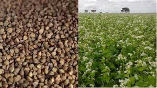 इन गुणों से भरपूर है टाउ का आटा, छिलकों का गद्दों में होता है इस्तेमाल इन गुणों से भरपूर है टाउ का आटा, छिलकों का गद्दों में होता है इस्तेमाल