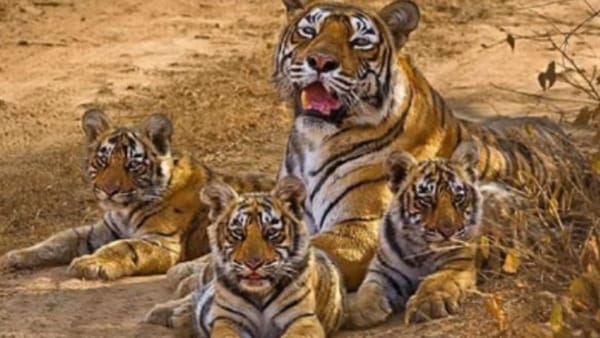 शावकों की की रखवाली शावकों की की रखवाली