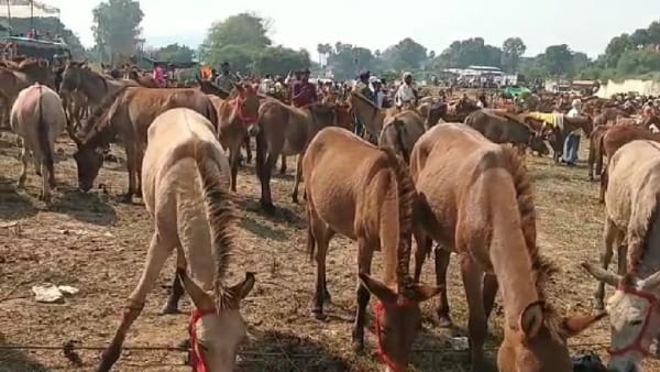 खरीदने वालों से देखने वालों की ज्यादा भीड़ खरीदने वालों से देखने वालों की ज्यादा भीड़