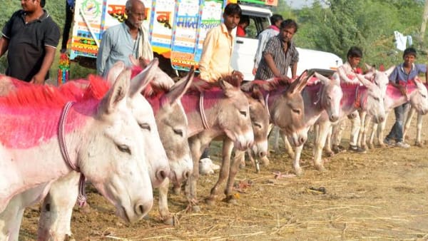 गधों की पहचान बॉलीवुड सितारों से होती है गधों की पहचान बॉलीवुड सितारों से होती है