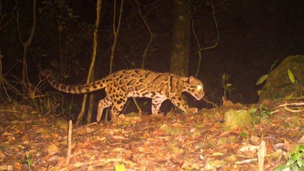 जंगल में खुलेआम घूम रहा दुर्लभ तेंदुआ