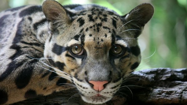 'इनके बारे में बहुत कम पढ़ा गया'