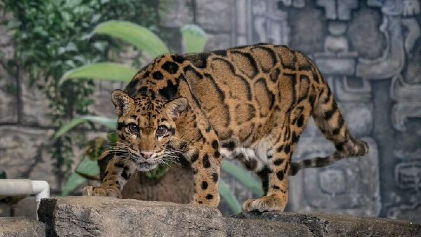 जानिए कैसे होते हैं क्लाउडेड लेपर्ड?