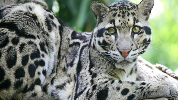 10 महीने बाद तक ही अपनी मां पर निर्भर