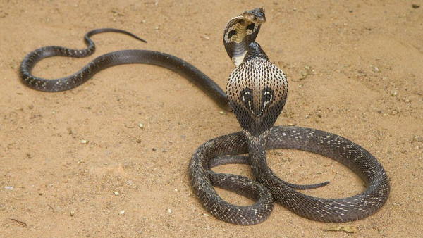 कोबरा को Kiss करने लगा एलेक्स, सांप ने होठों पर डसा