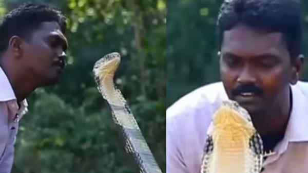 सांप को चूमने के लिए उसका पीछा 