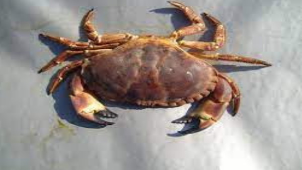 बेटी का बदला लेने के लिए पिता ने उसे जीवित ही निगल लिया बेटी का बदला लेने के लिए पिता ने उसे जीवित ही निगल लिया