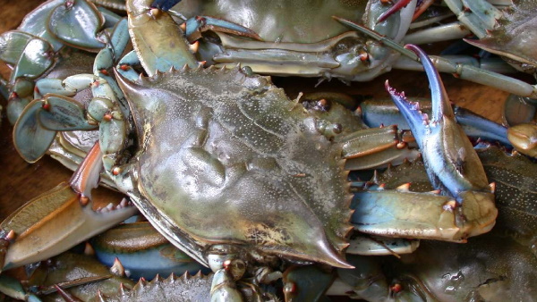 जानें क्या खाया जाता है कच्चा केकड़ा जानें क्या खाया जाता है कच्चा केकड़ा