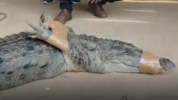 एक घंटे की मशक्कत के बाद पकड़ में आया मगरमच्छ